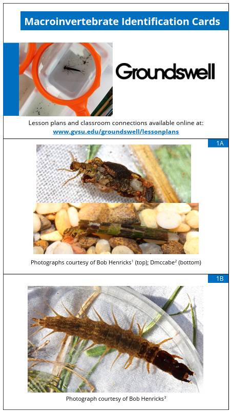 Page 1 of the Groundswell Macroinvertebrate Identification Cards